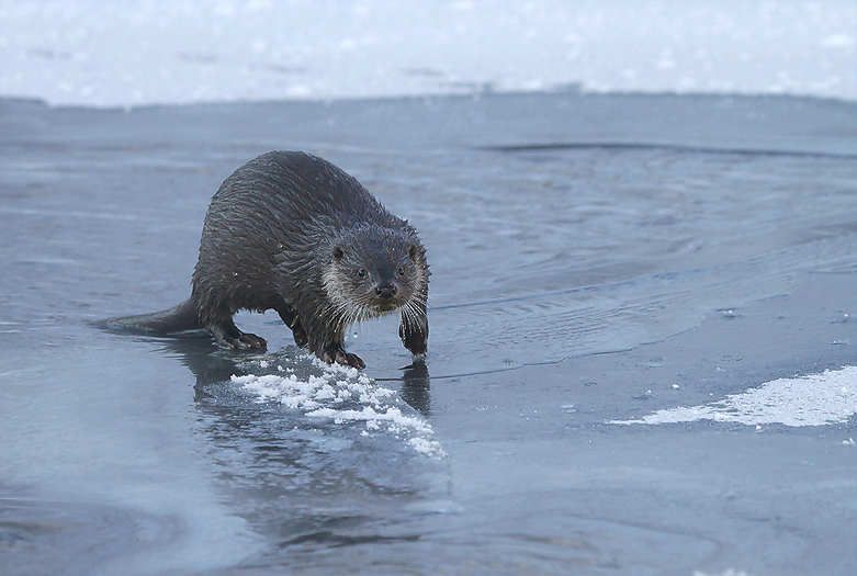 Otter Arctic Images