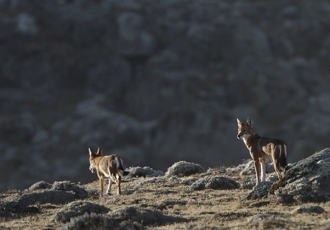 AbyssinianWolf