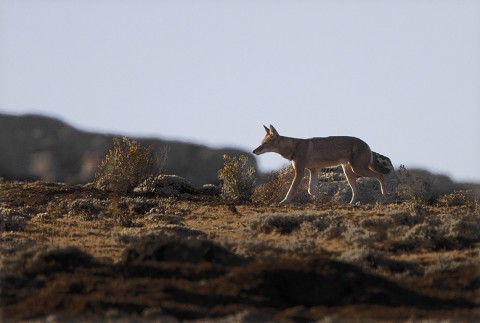 AbyssinianWolf