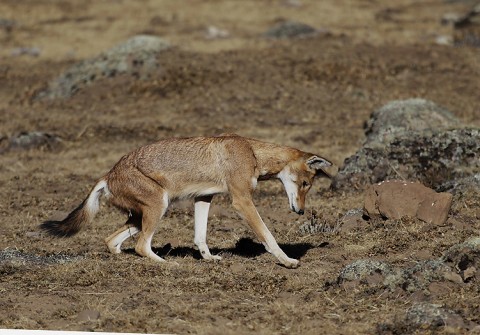 AbyssinianWolf