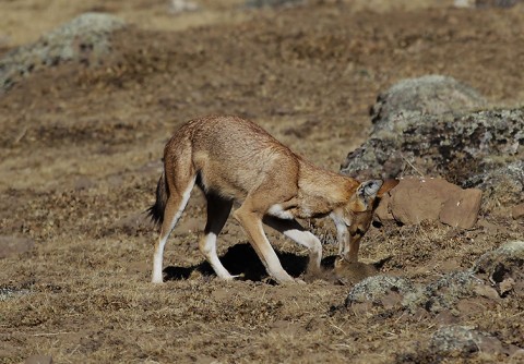 AbyssinianWolf