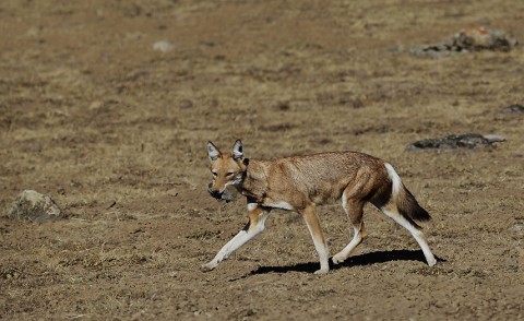 AbyssinianWolf