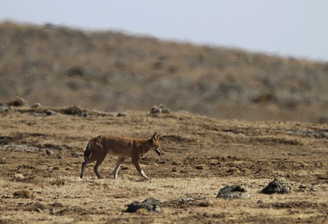 AbyssinianWolf