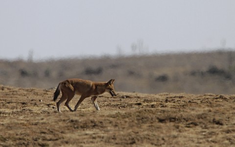 AbyssinianWolf