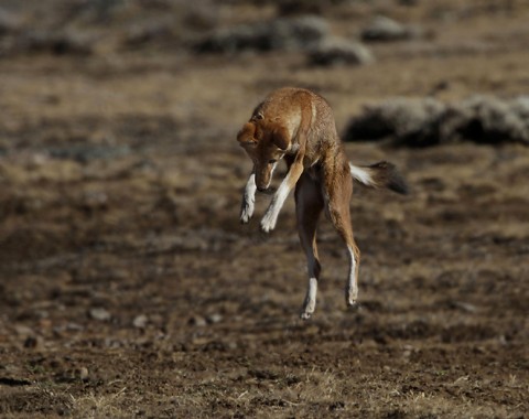 AbyssinianWolf