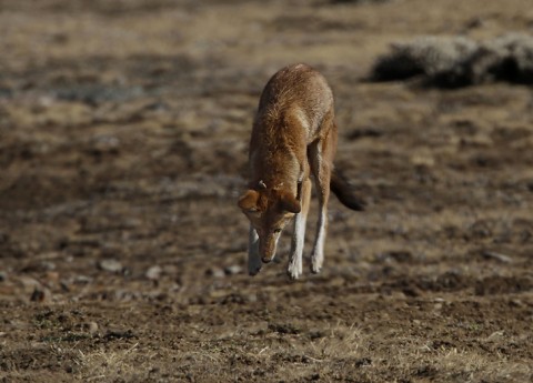 AbyssinianWolf