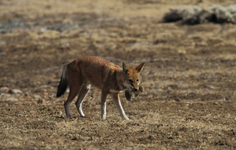 AbyssinianWolf