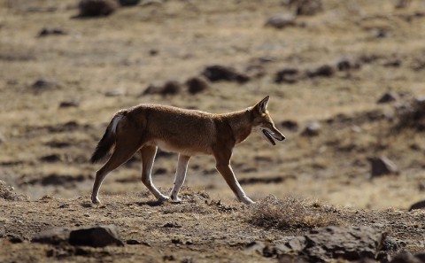 AbyssinianWolf