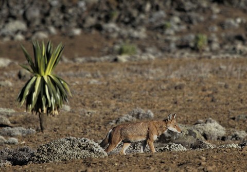 AbyssinianWolf