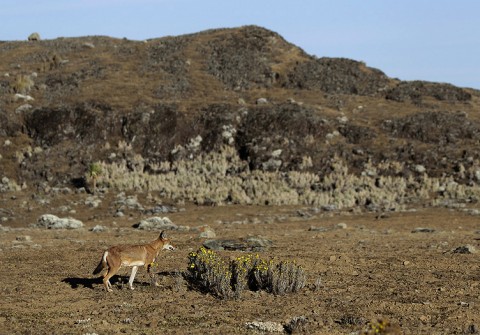 AbyssinianWolf