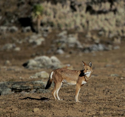 AbyssinianWolf