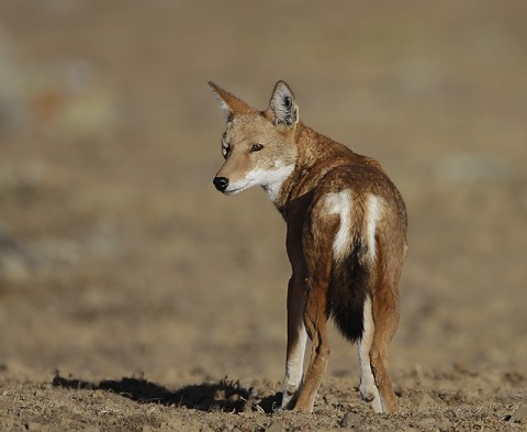 AbyssinianWolf