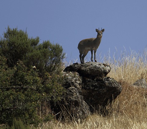 Antelopes-ethiopia