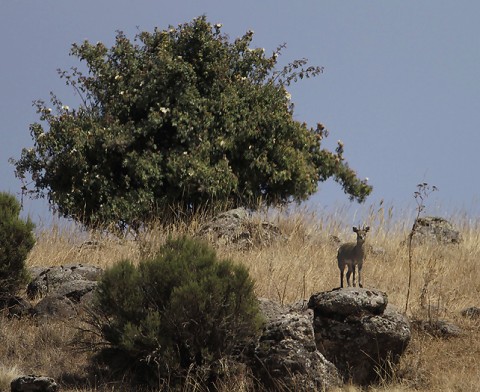 Antelopes-ethiopia