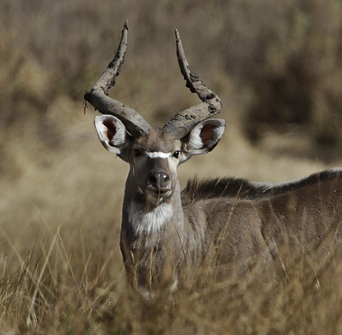 Anthelopes-ethiopia