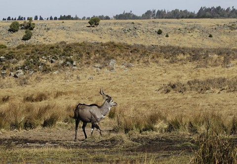 Antelopes-ethiopia