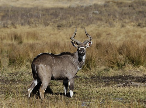 Antelopes-ethiopia