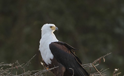 African fish-Eagle