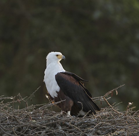 African fish-Eagle
