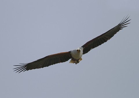African fish-Eagle