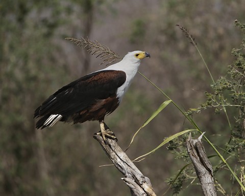 African fish-Eagle