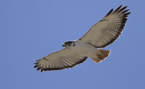 Augur Buzzard