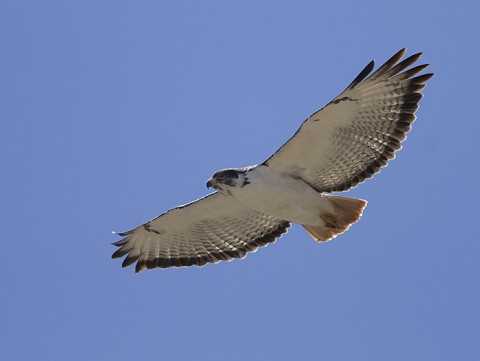 Augur Buzzard