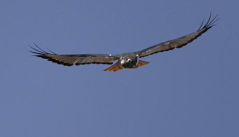 Augur Buzzard