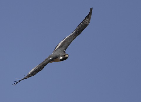 Augur Buzzard