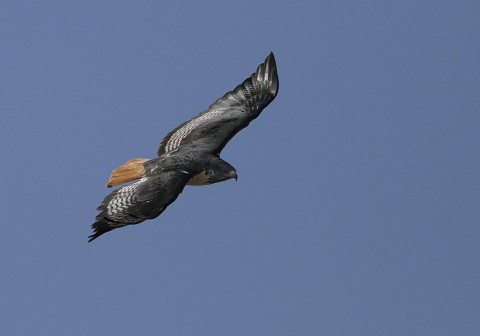 Augur Buzzard