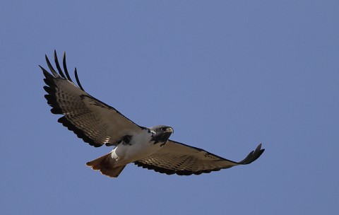 Augur Buzzard