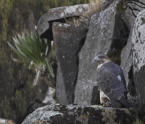 Augur Buzzard