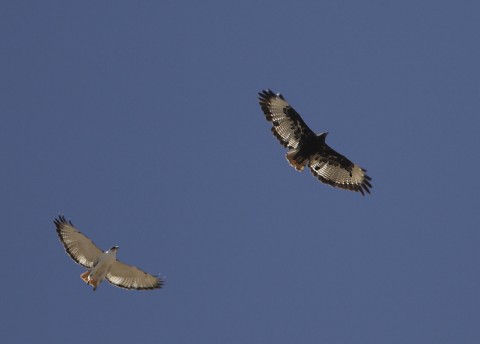 Augur Buzzard