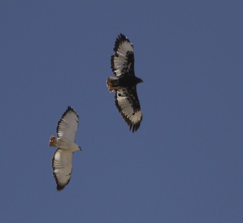 Augur Buzzard