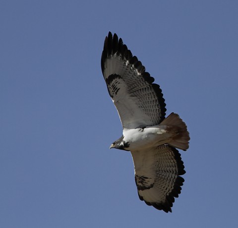 Augur Buzzard