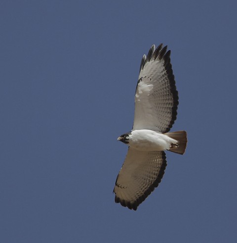 Augur Buzzard