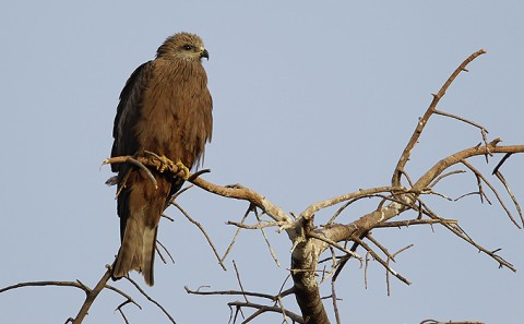 Black Kite