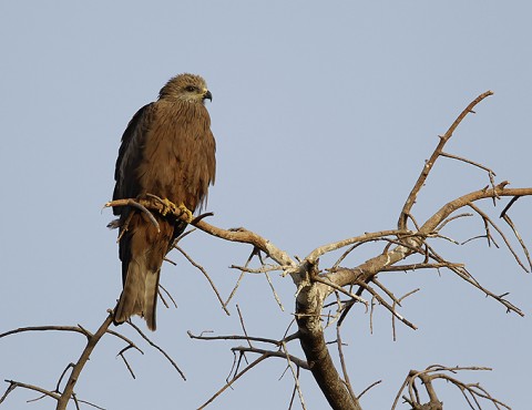 Black Kite