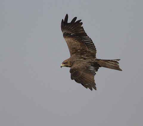 Black Kite