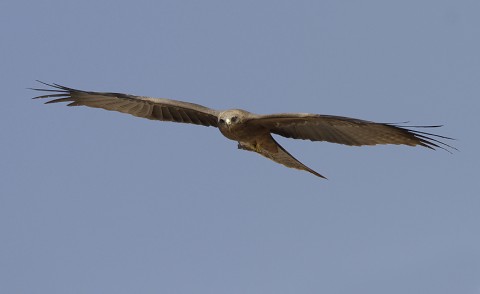 Black Kite