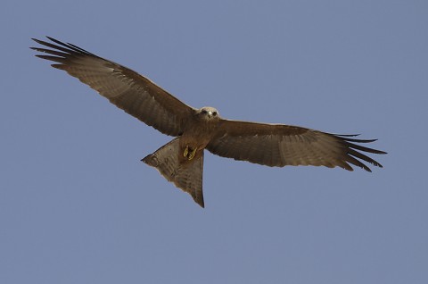 Black Kite