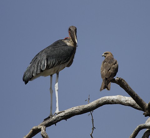 Black Kite