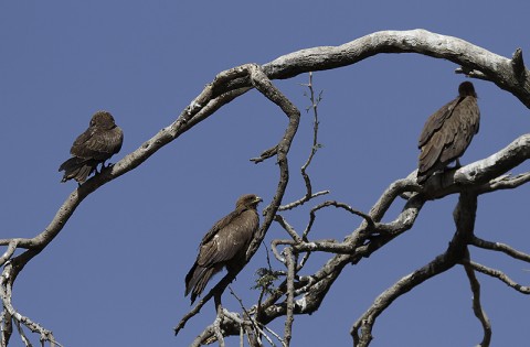 Black Kite