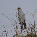 Eastern chanting Goshawk