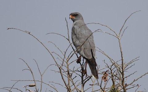 Eastern chanting Goshawk