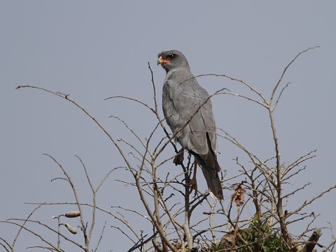 Eastern chanting Goshawk