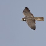Lanner Falcon