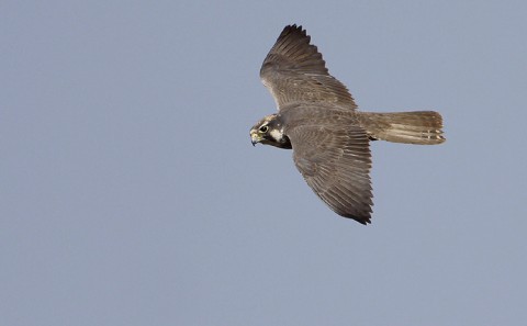 Lanner Falcon