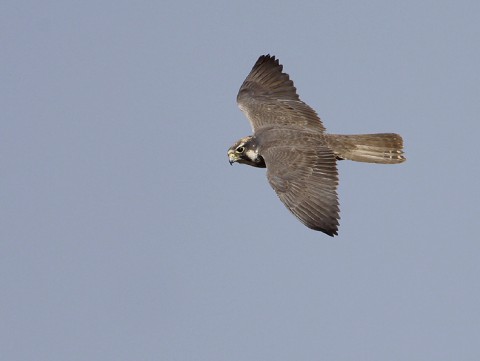 Lanner Falcon