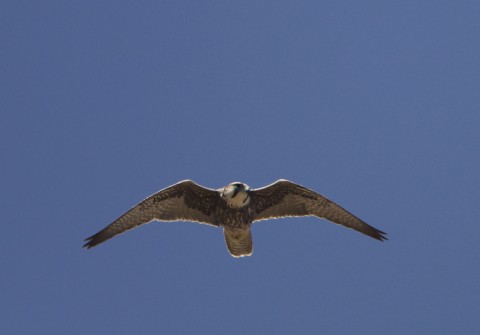 Lanner Falcon